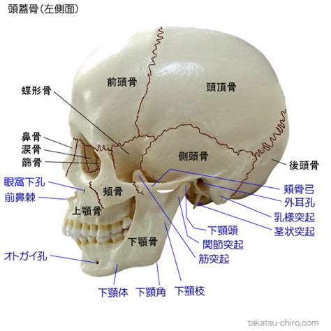 頭位置